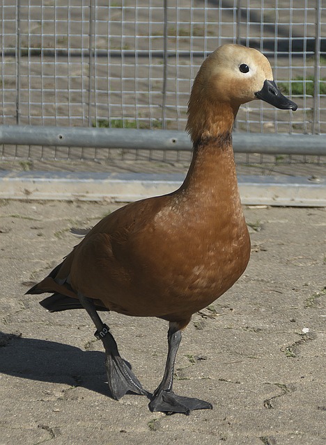杜兰特就是