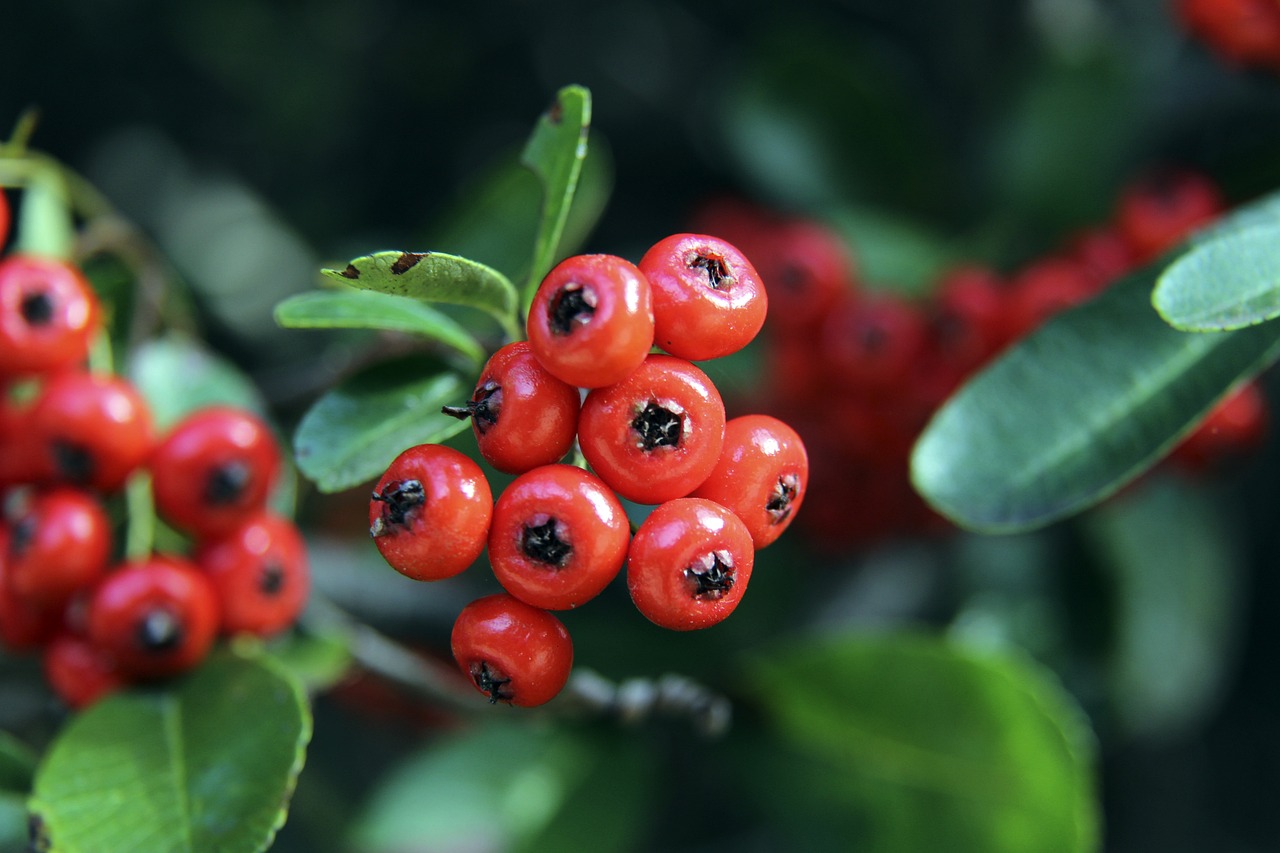 擔任中衛 擔任中衛